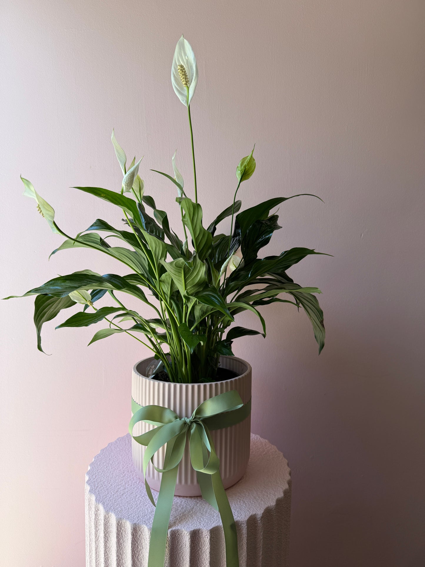 Peace Lily