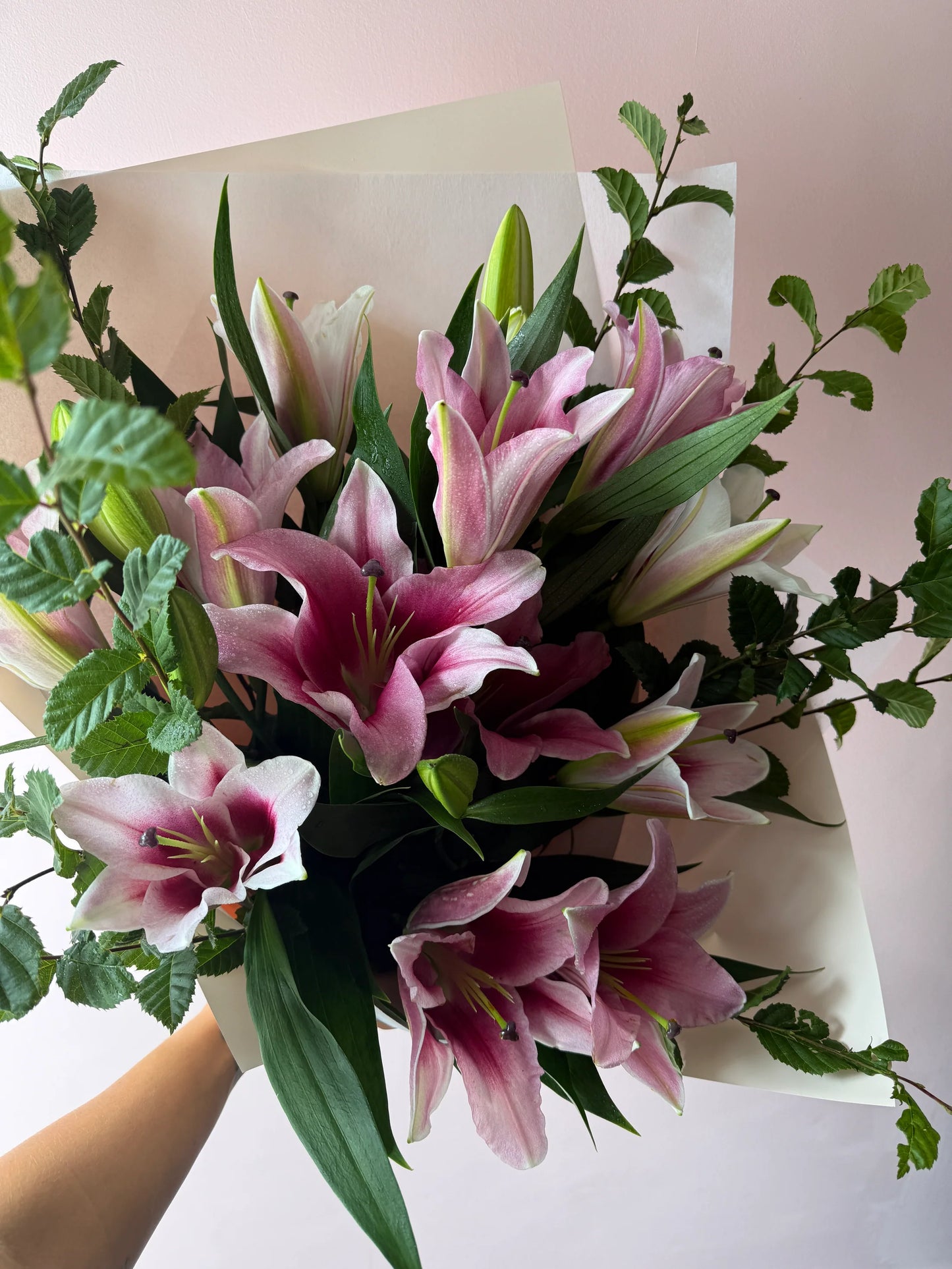 The Lily