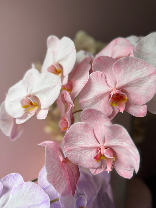 Phalaenopsis Cut Stems