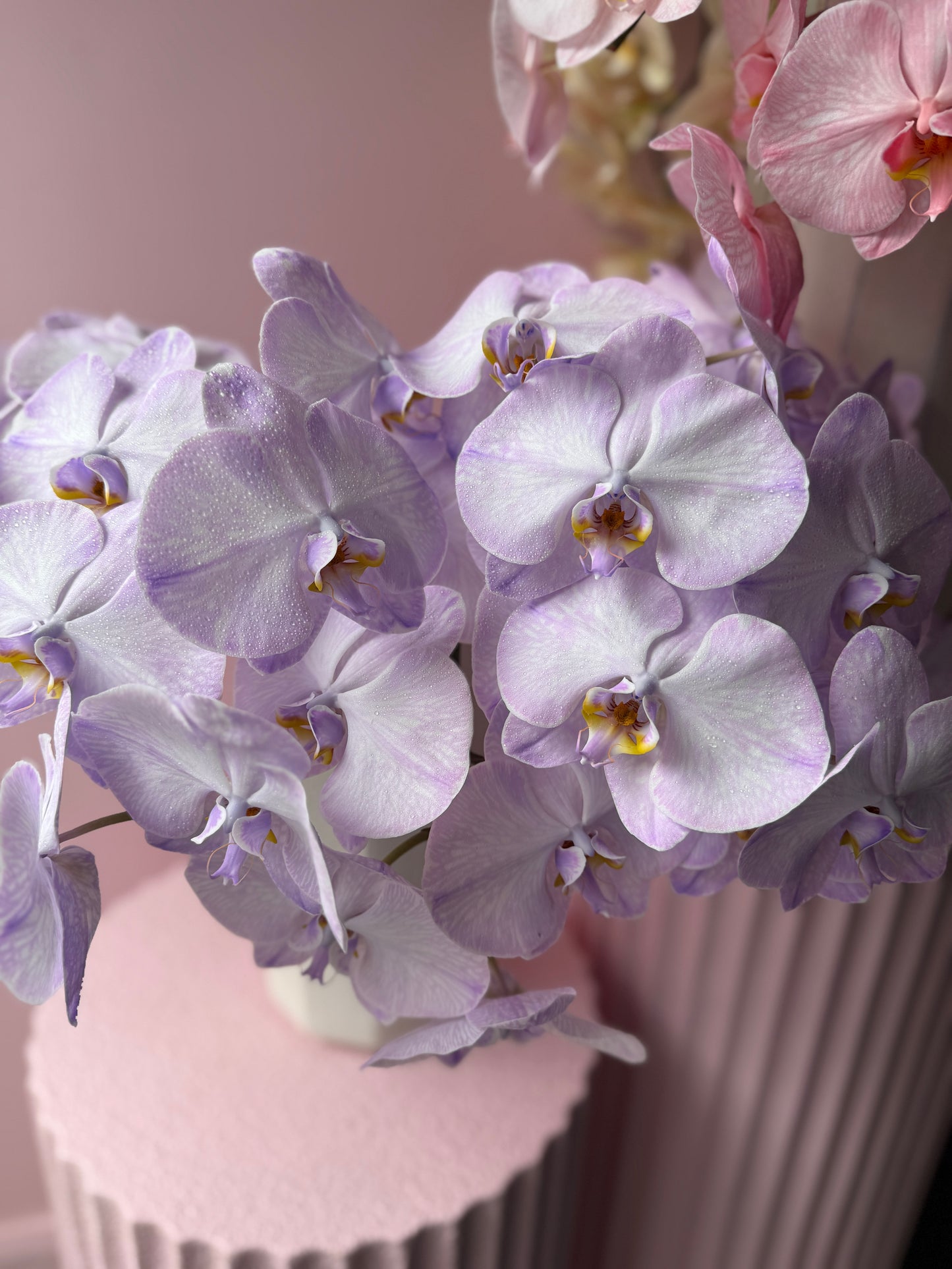 Phalaenopsis Cut Stems