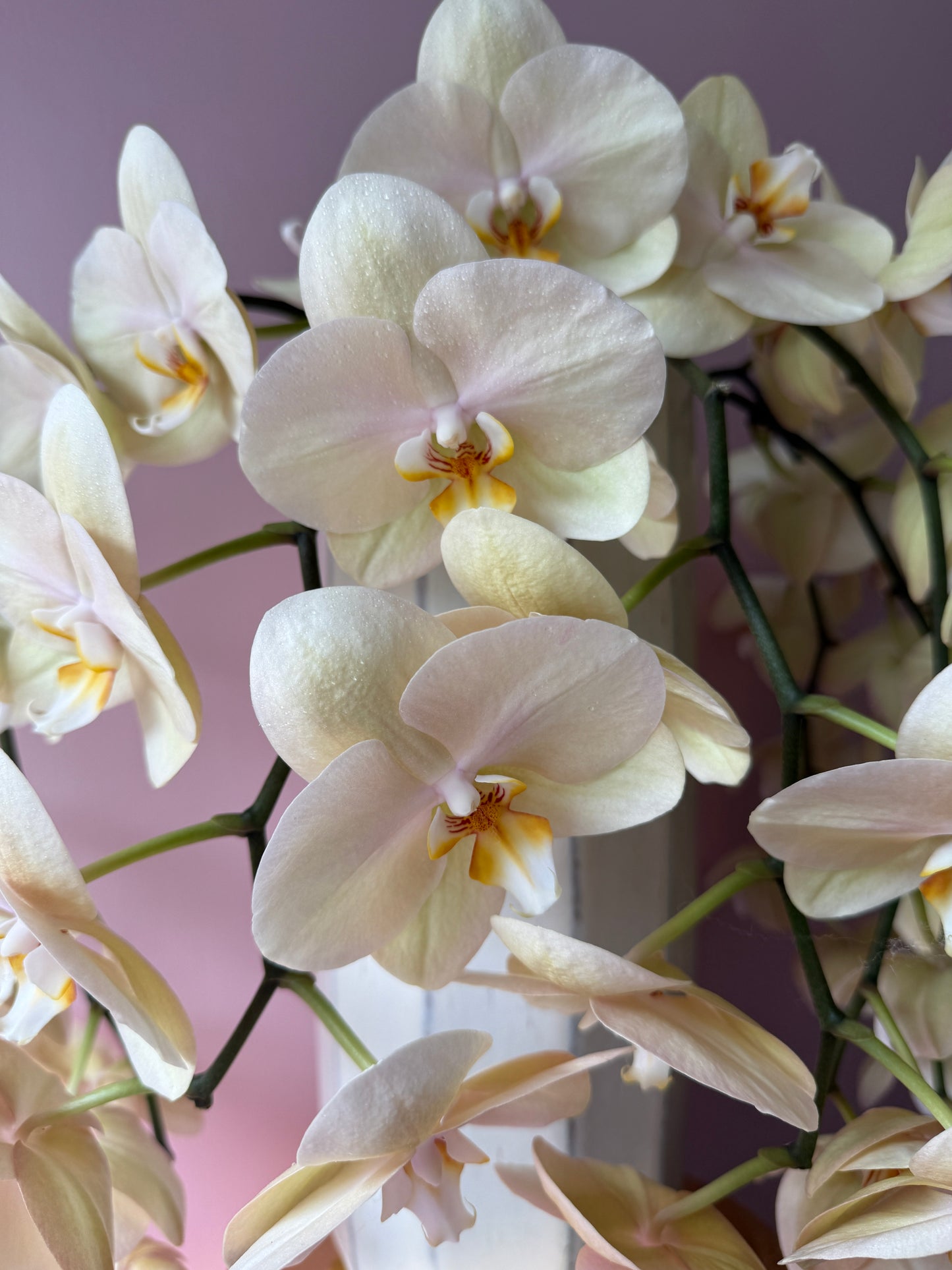 Phalaenopsis Cut Stems