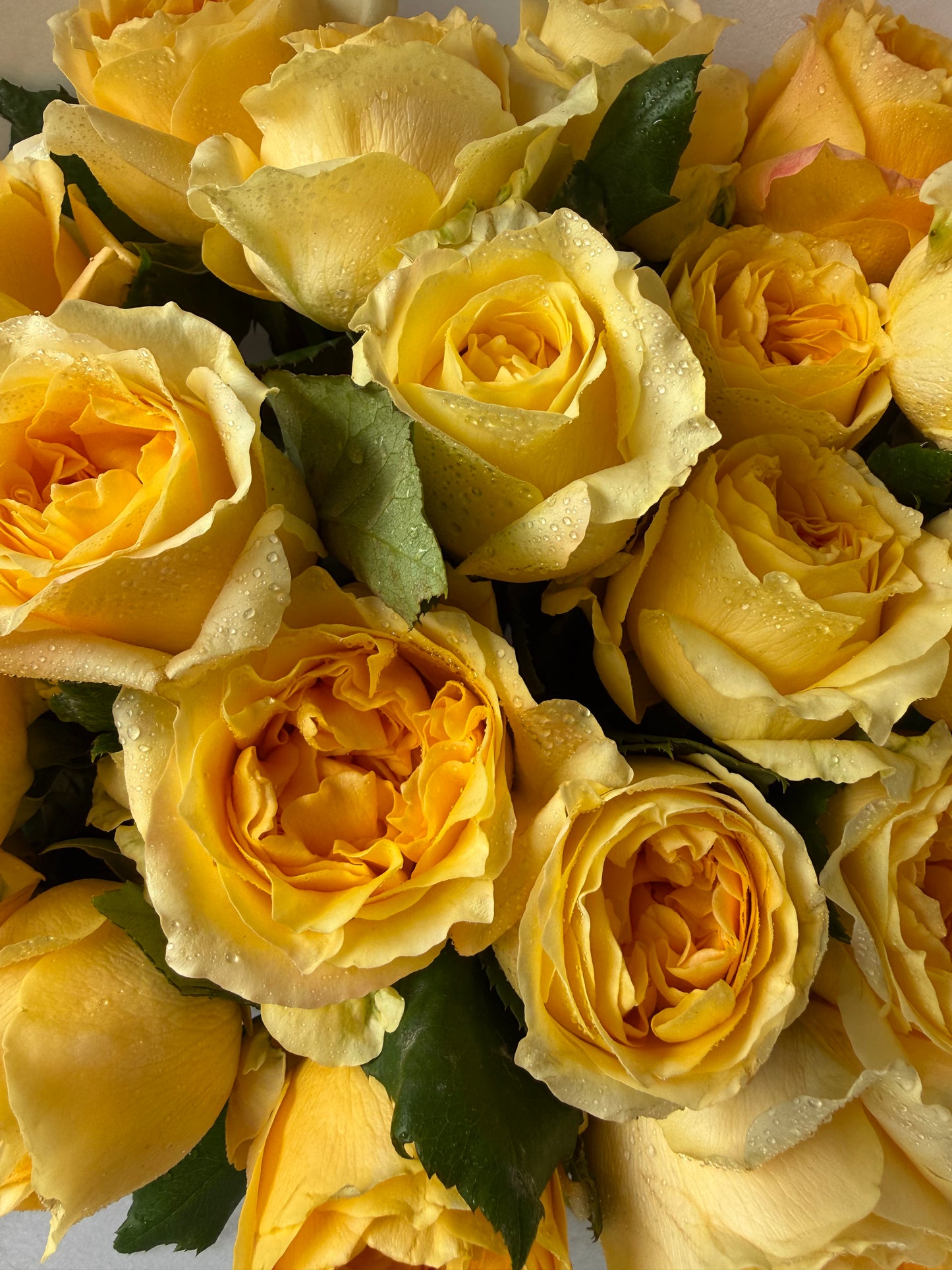 Local Roses