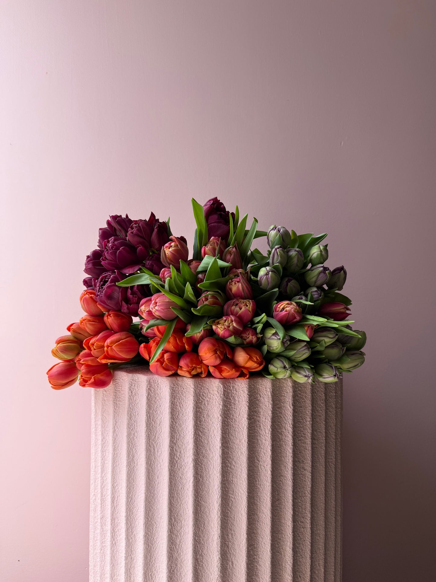 Abundance of Tulips