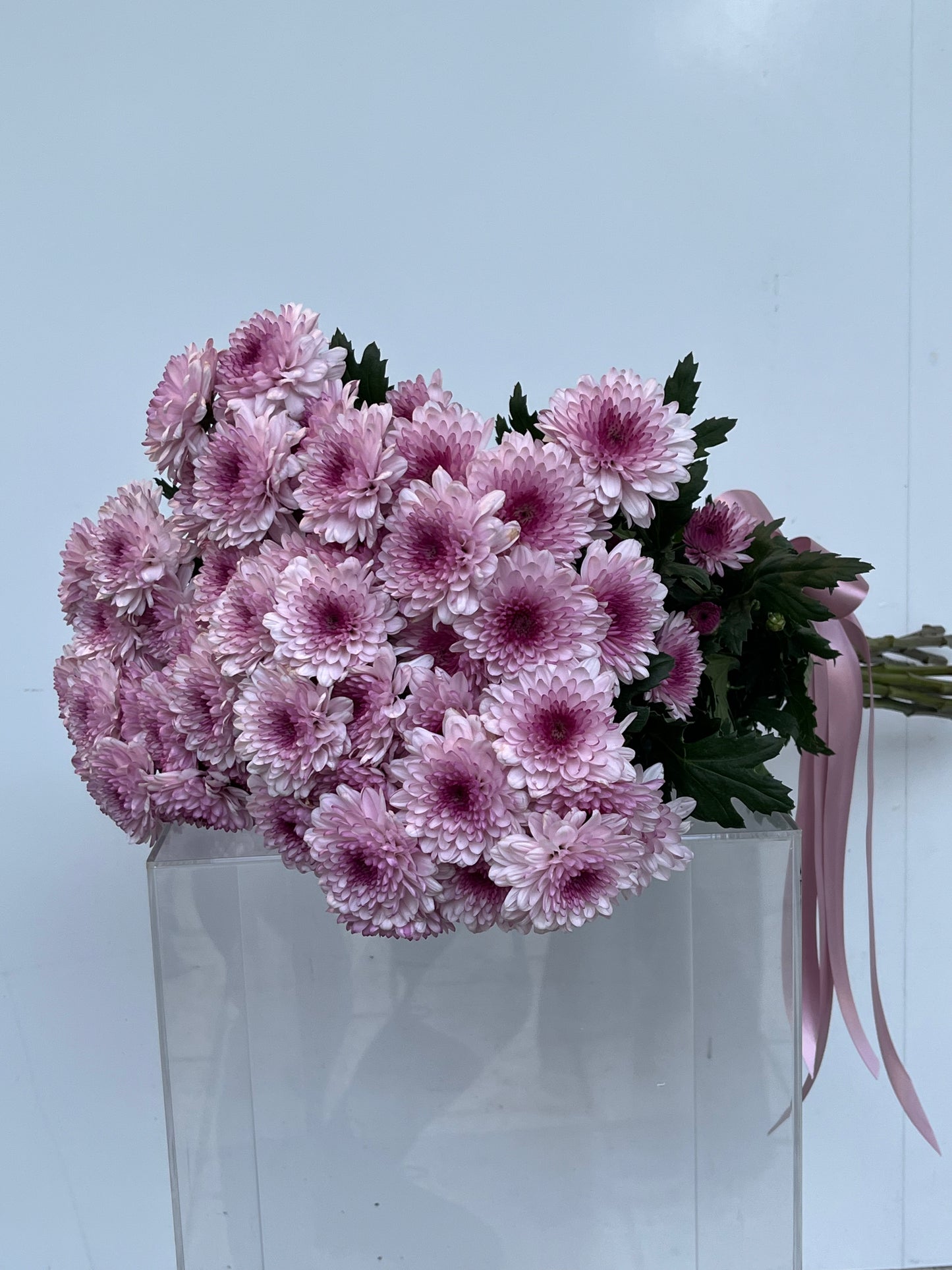 CHRYSANTHEMUM EN MASSE
