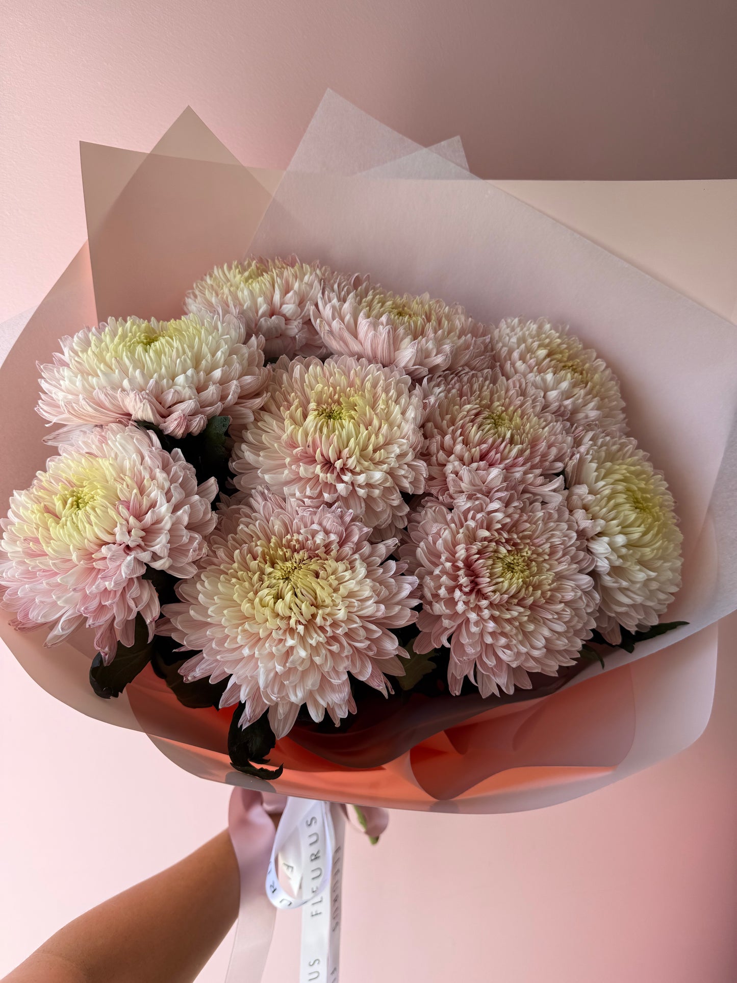 Abundance of Chrysanthemum Magnum