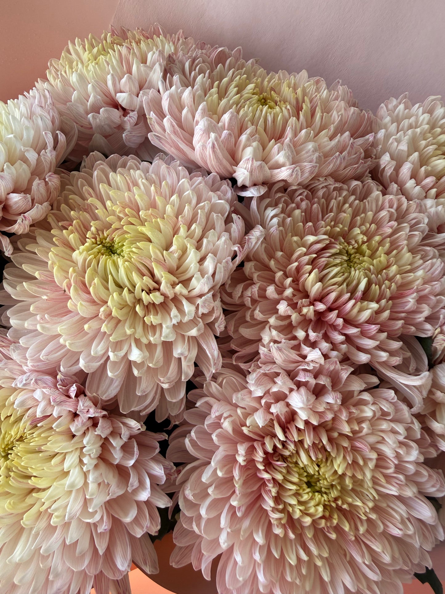 Abundance of Chrysanthemum Magnum