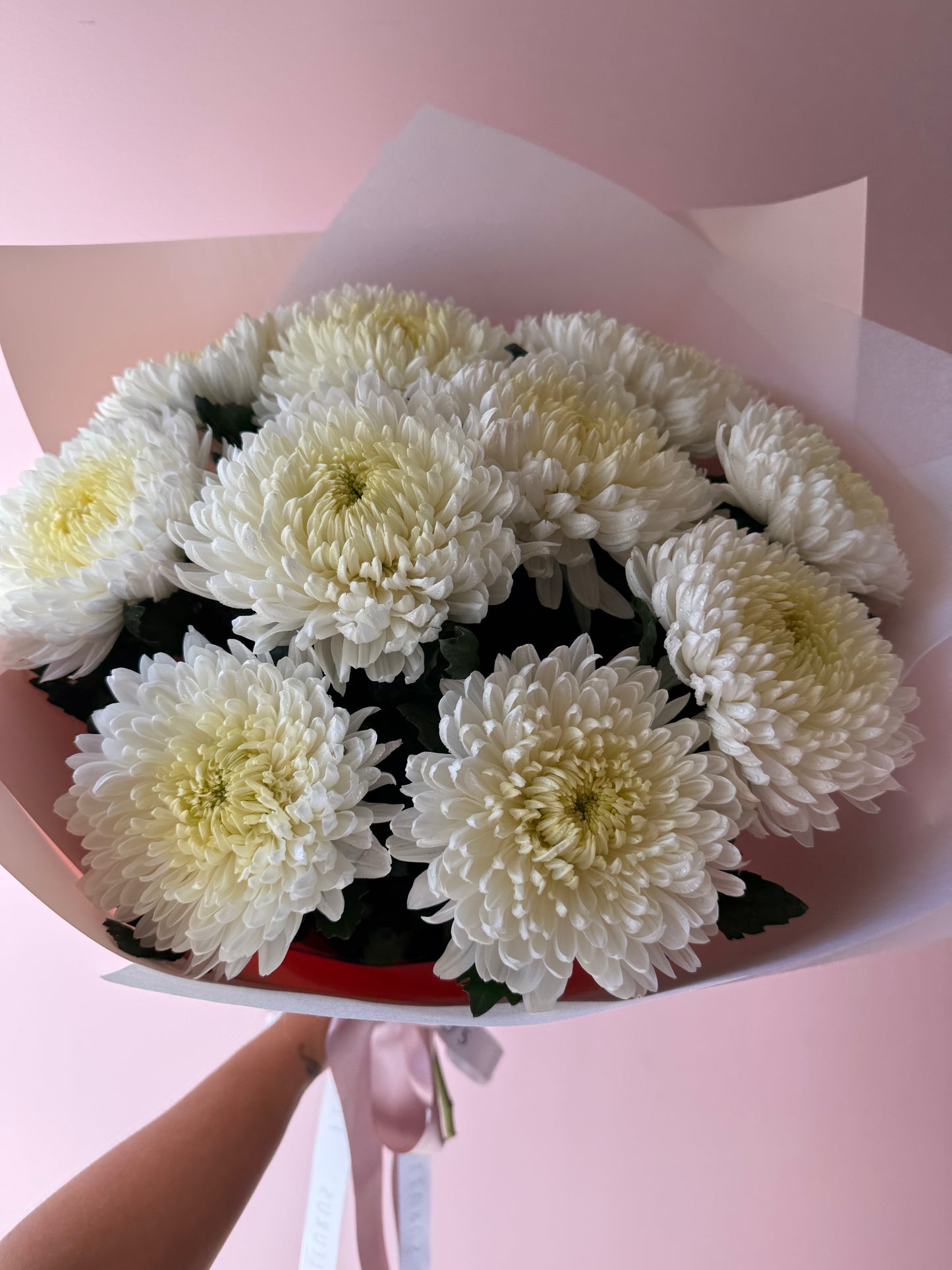 Abundance of Chrysanthemum Magnum