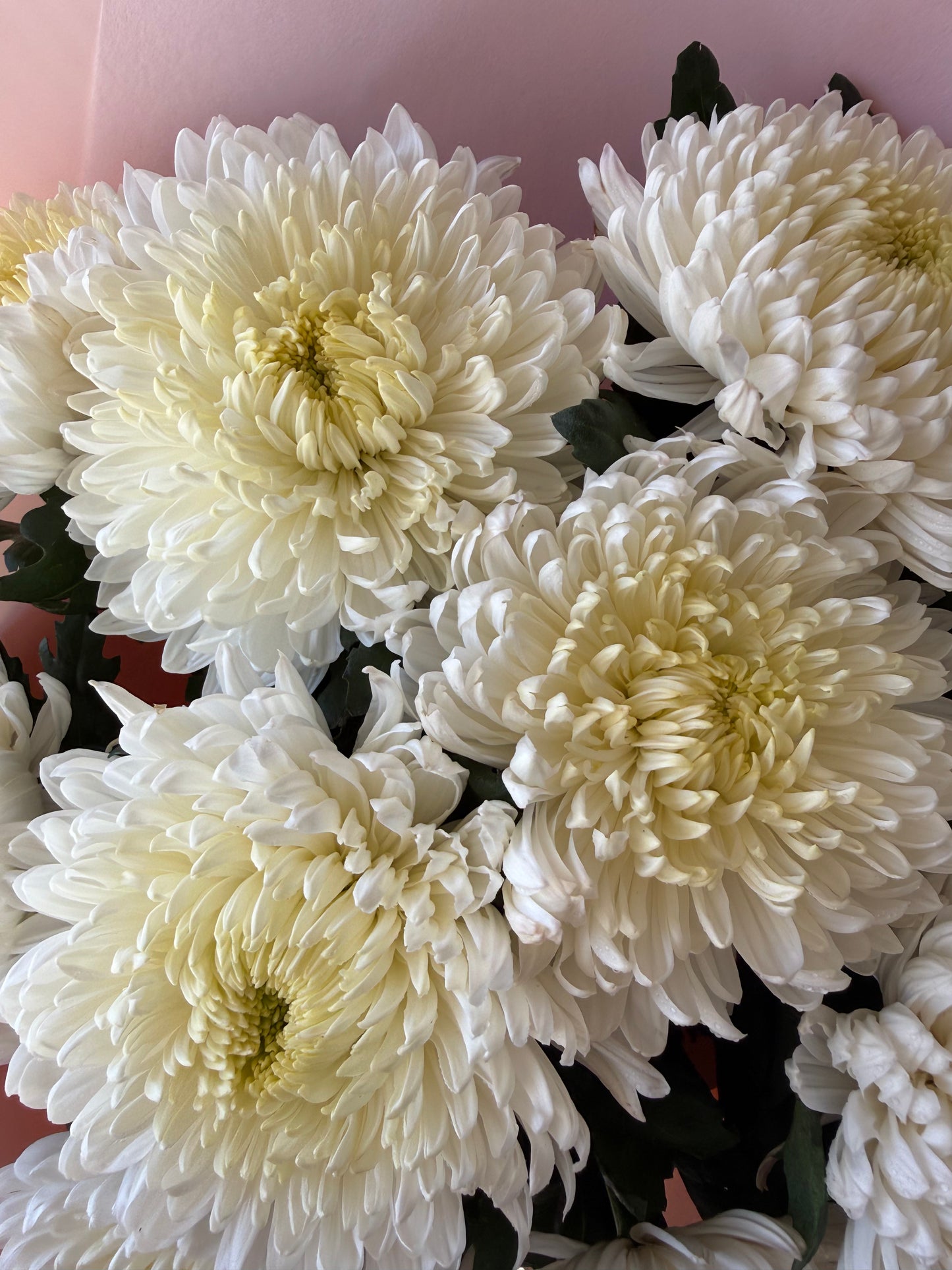 Abundance of Chrysanthemum Magnum