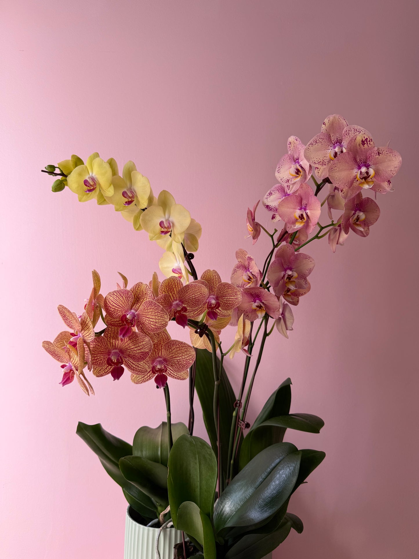 Phalaenopsis Orchid