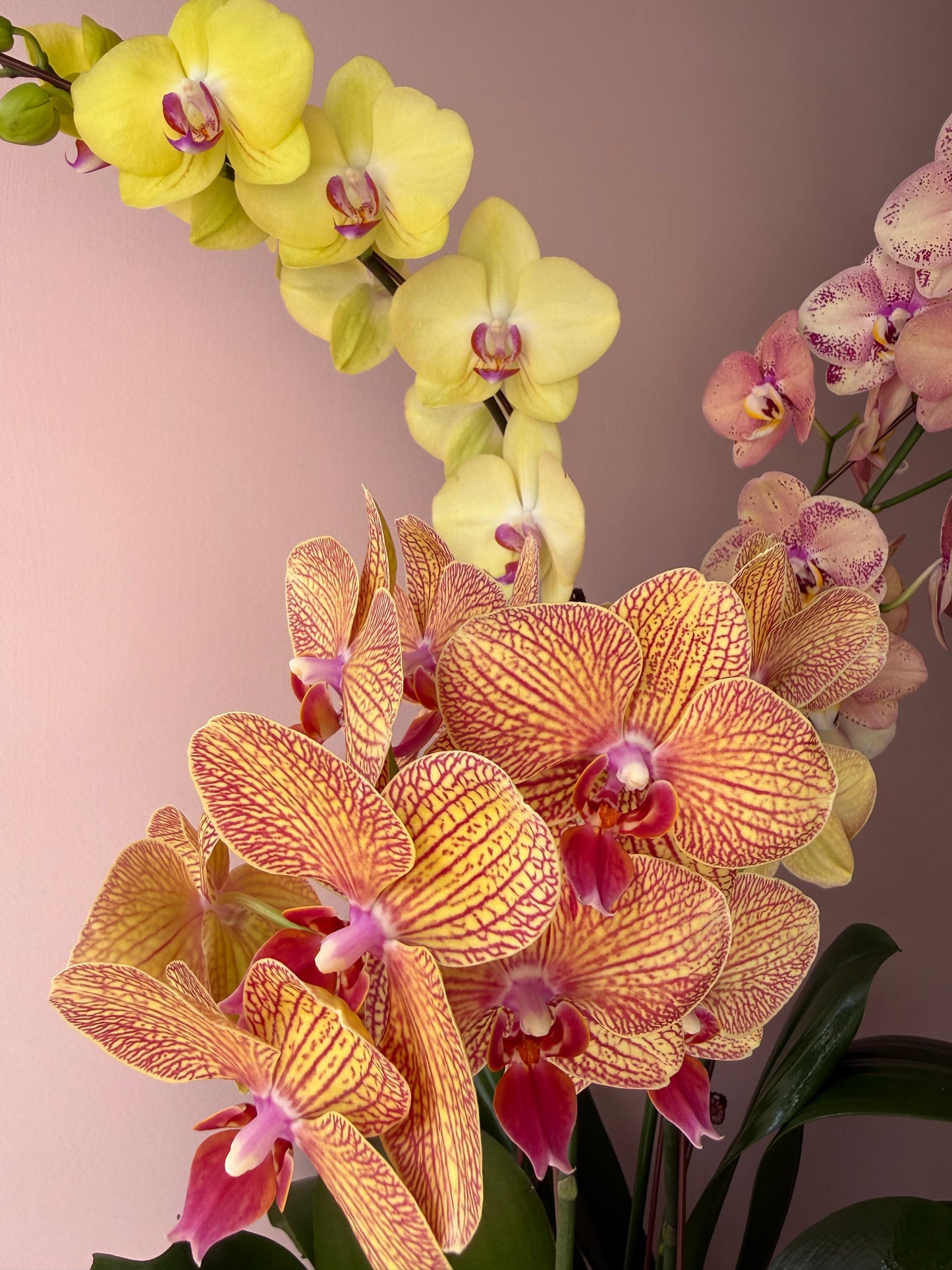 Phalaenopsis Orchid