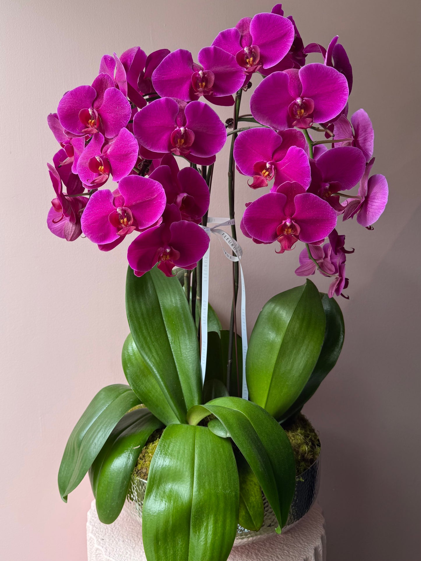 Opulent Orchid Arrangement