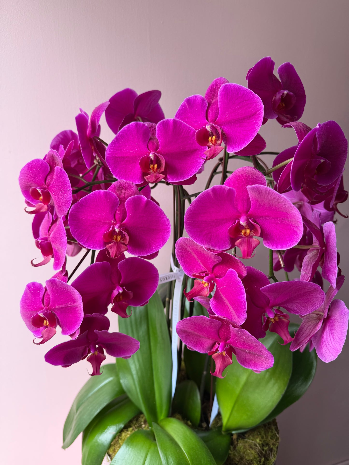 Opulent Orchid Arrangement