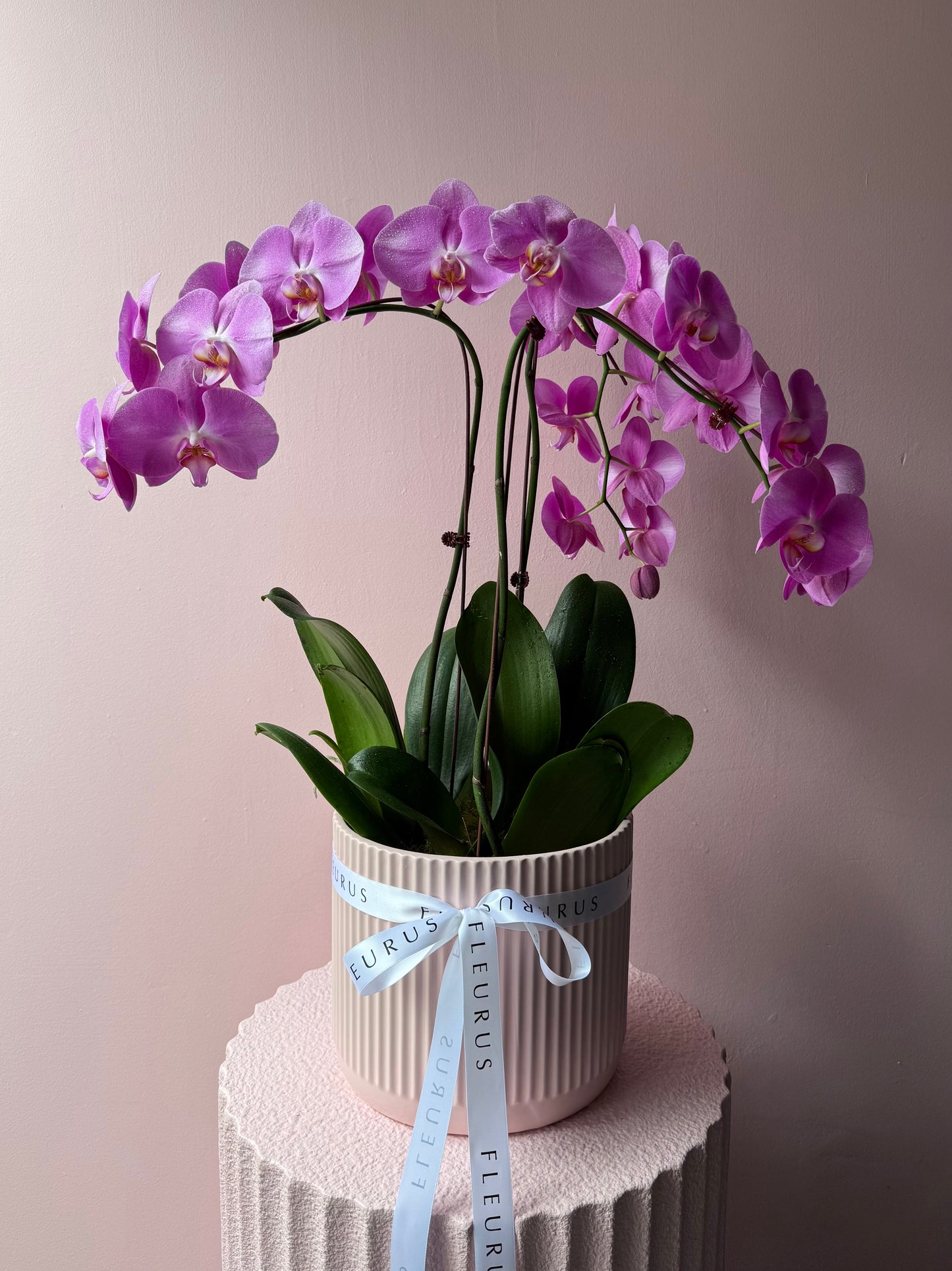 Phalaenopsis Orchid Trio