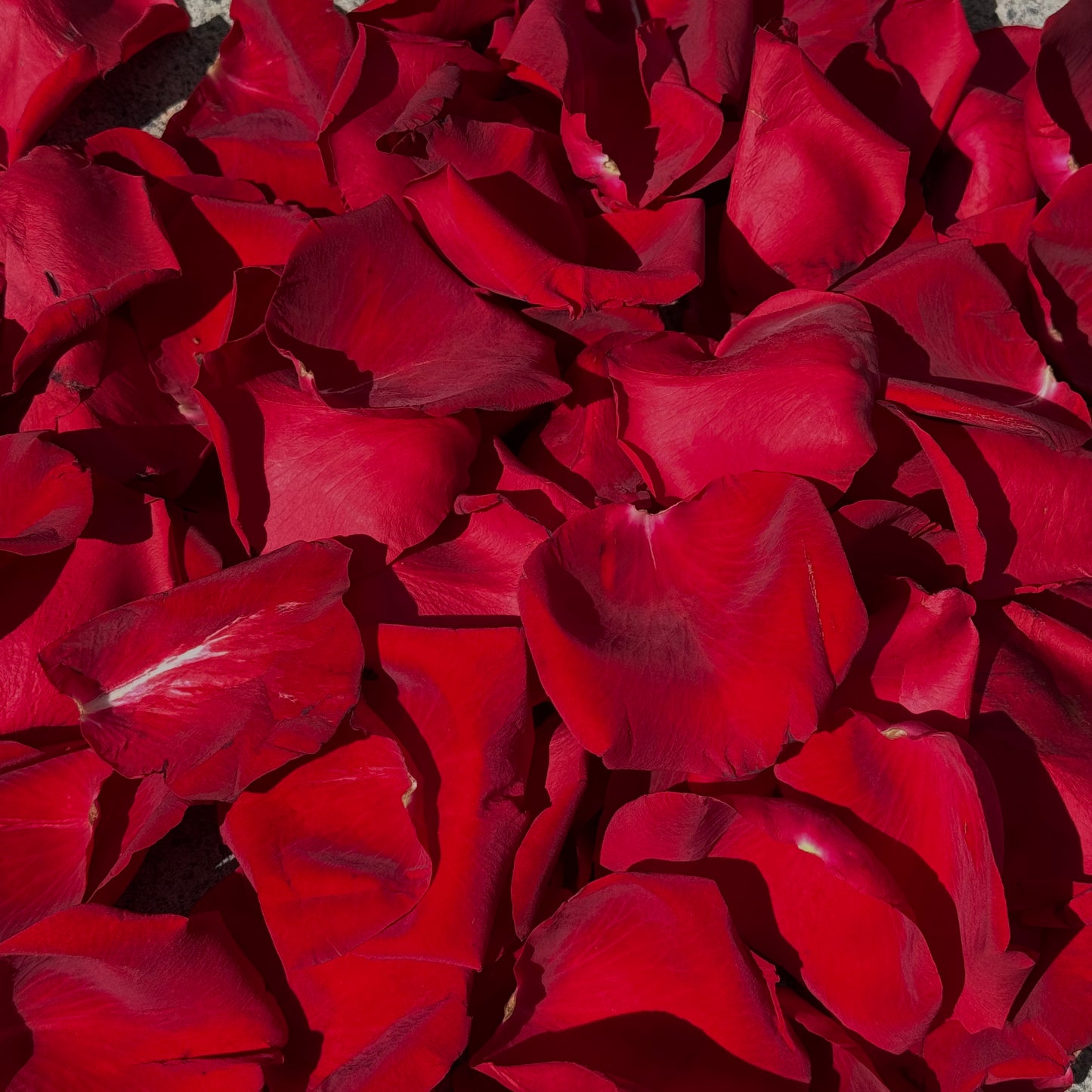 Rose Petals
