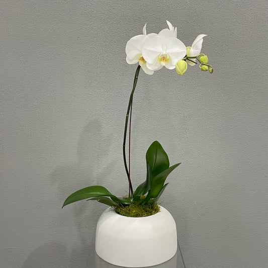 Orchid in Deisgner Planter
