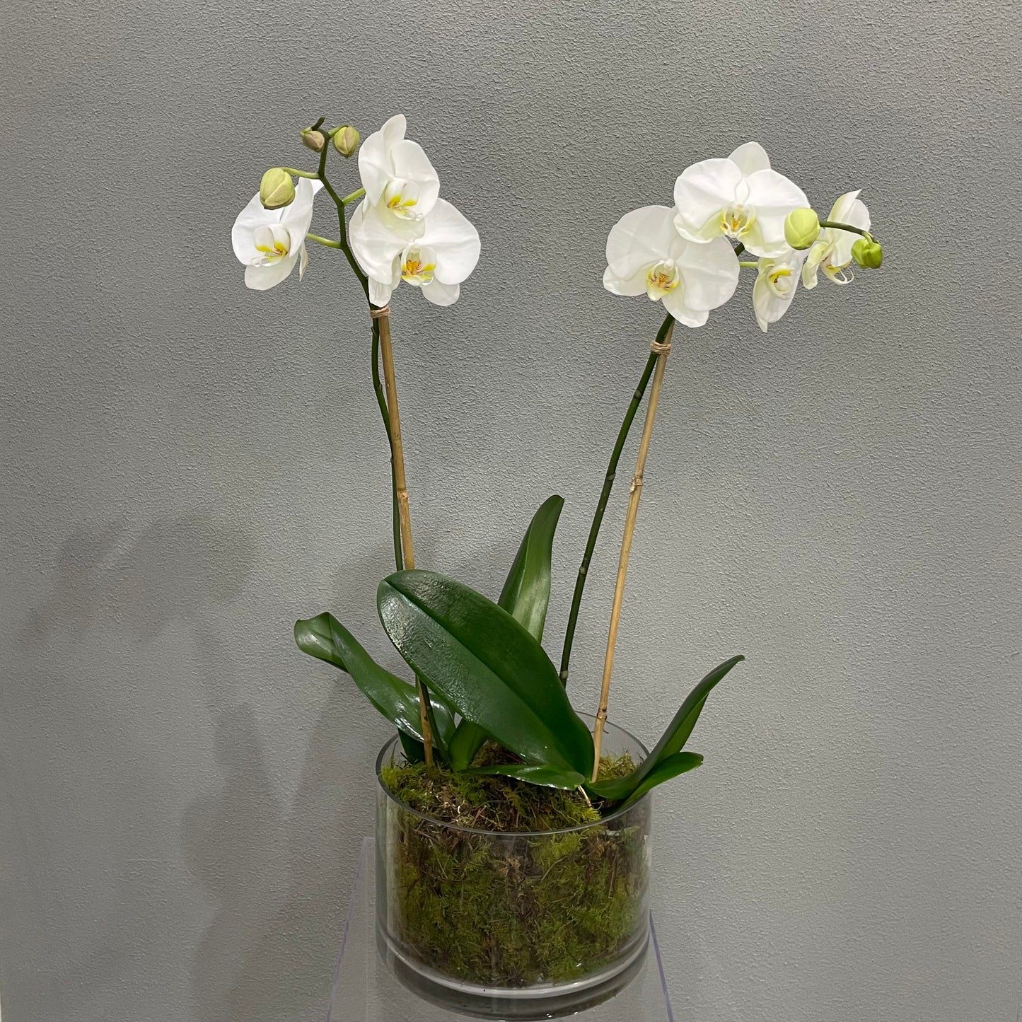 Duo Orchids