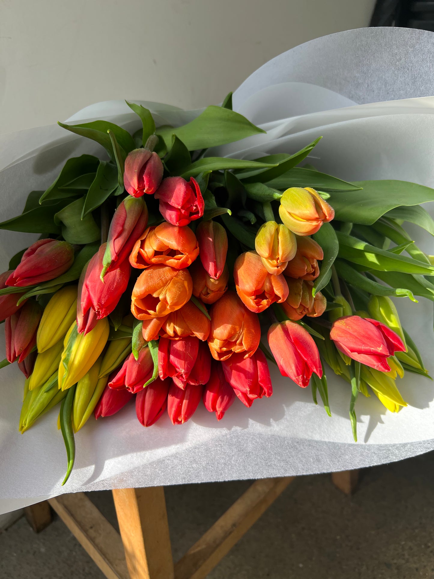 ABUNDANCE OF TULIPS