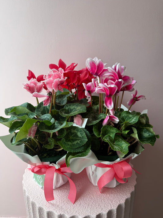 Cyclamen