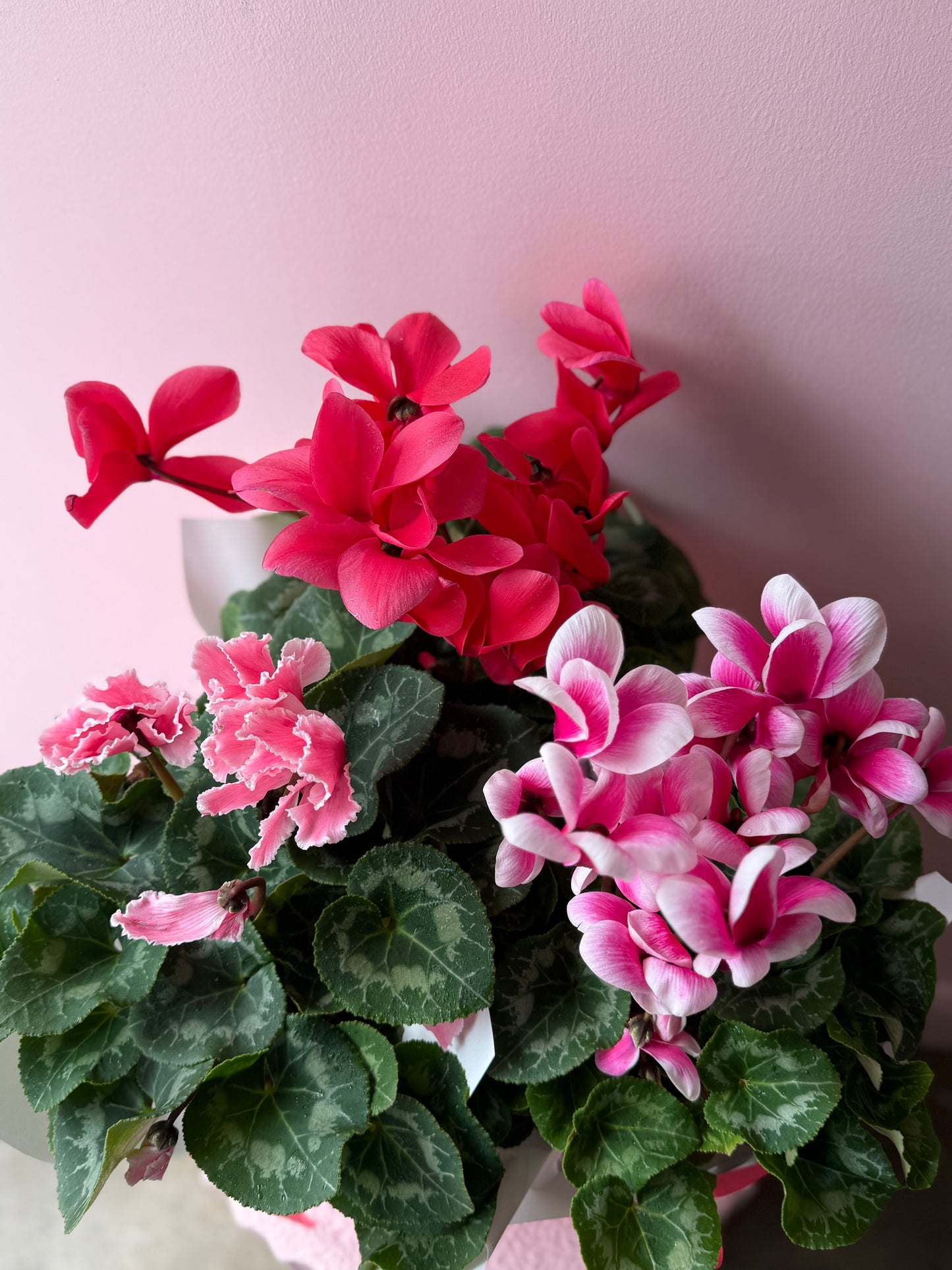 Cyclamen