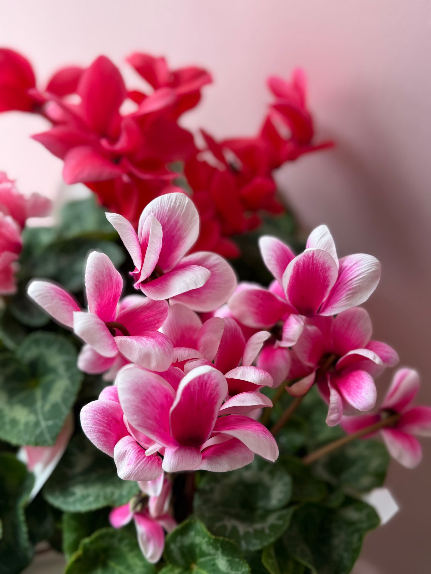 Cyclamen