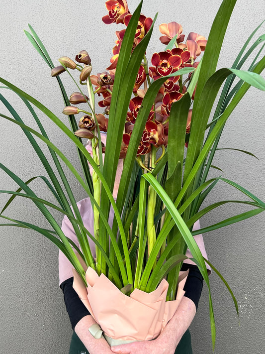 Cymbidium Orchid