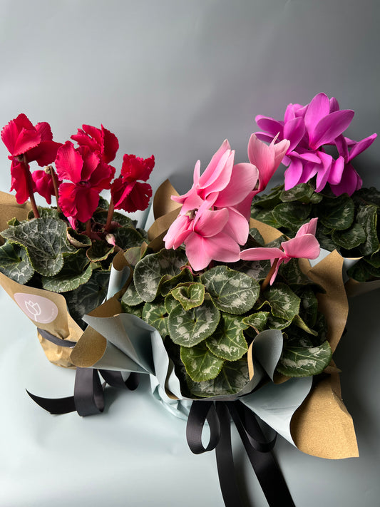 Cyclamen