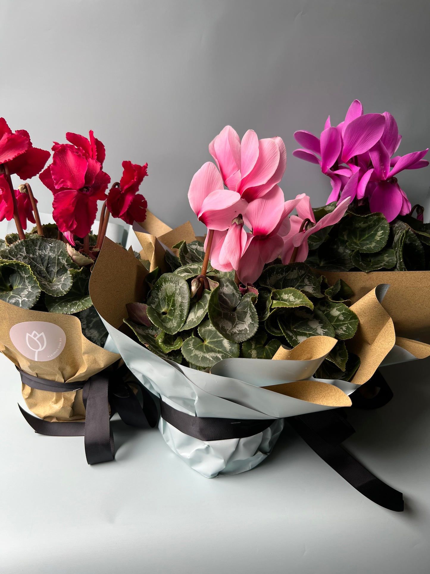 Cyclamen