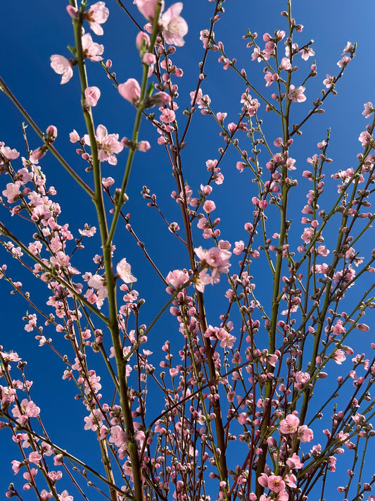 Cherry Blossom