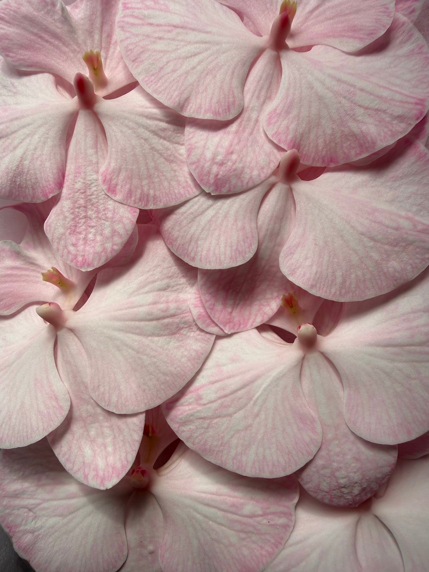 Phalaenopsis Cut Stems