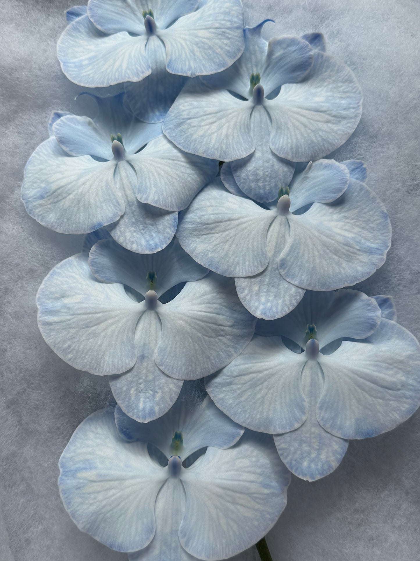 Phalaenopsis Cut Stems