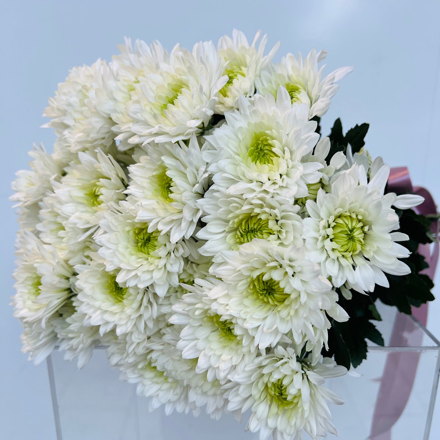 CHRYSANTHEMUM EN MASSE