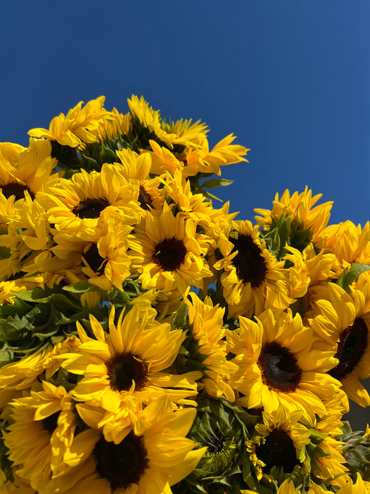 LOCAL SUNFLOWERS