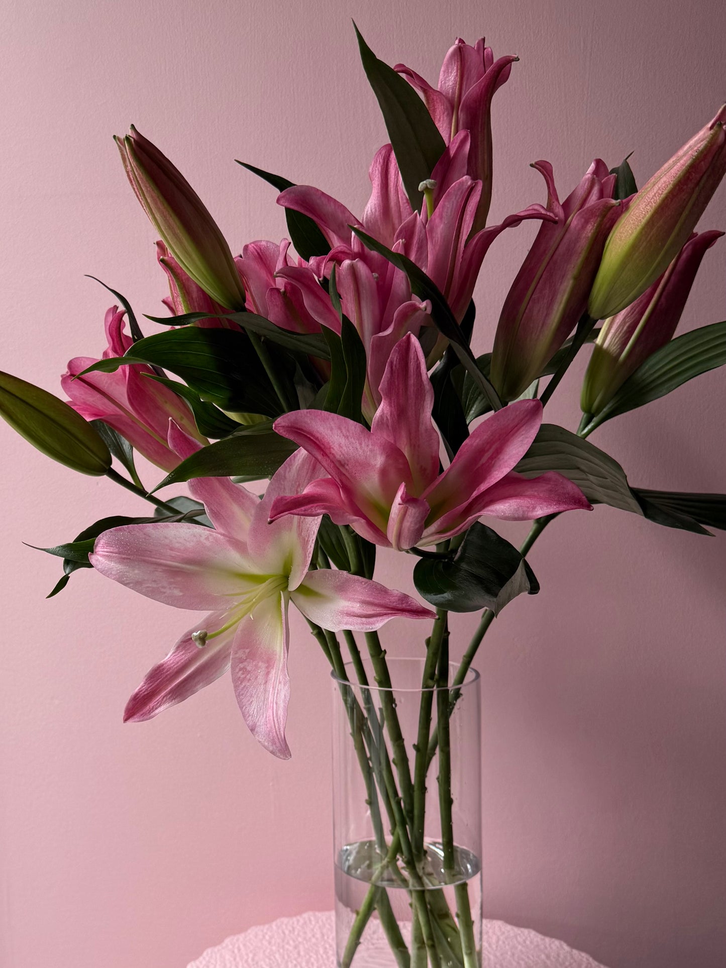 The Lily