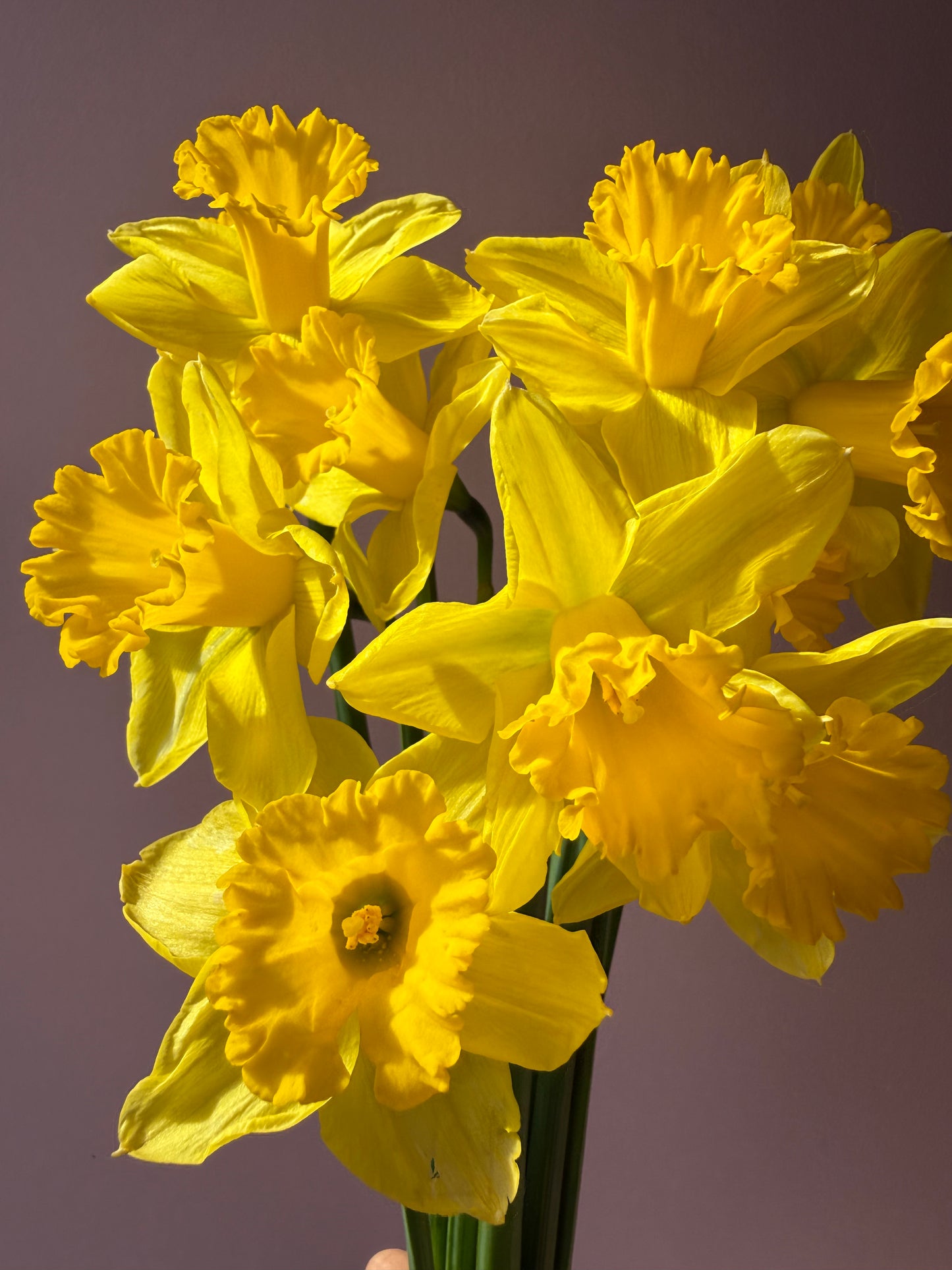 Abundance of Daffodils