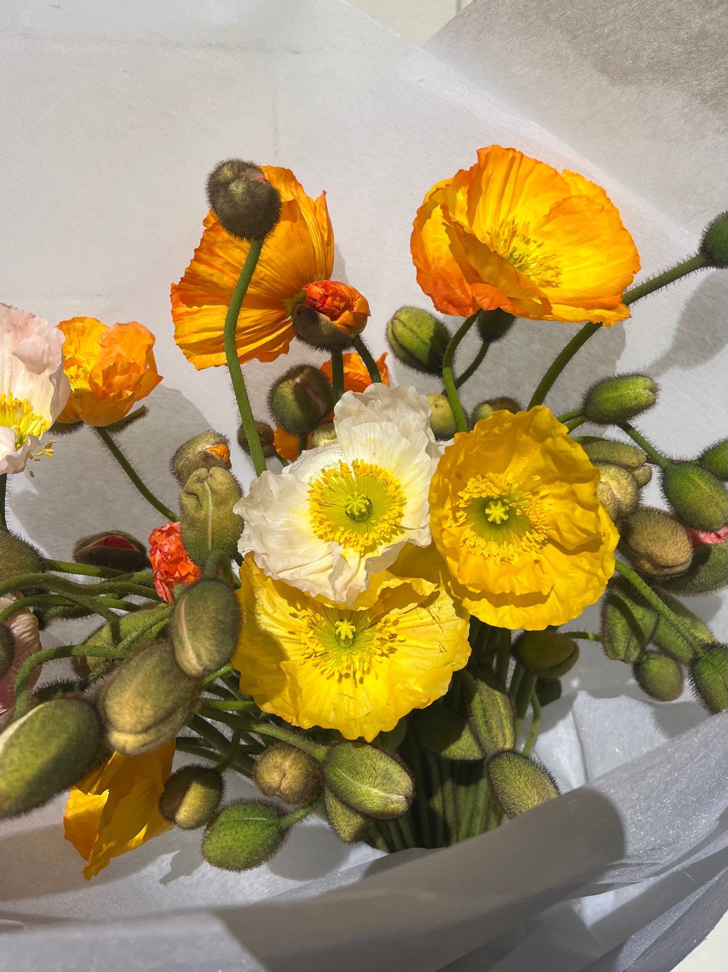 ABUNDANCE OF POPPIES