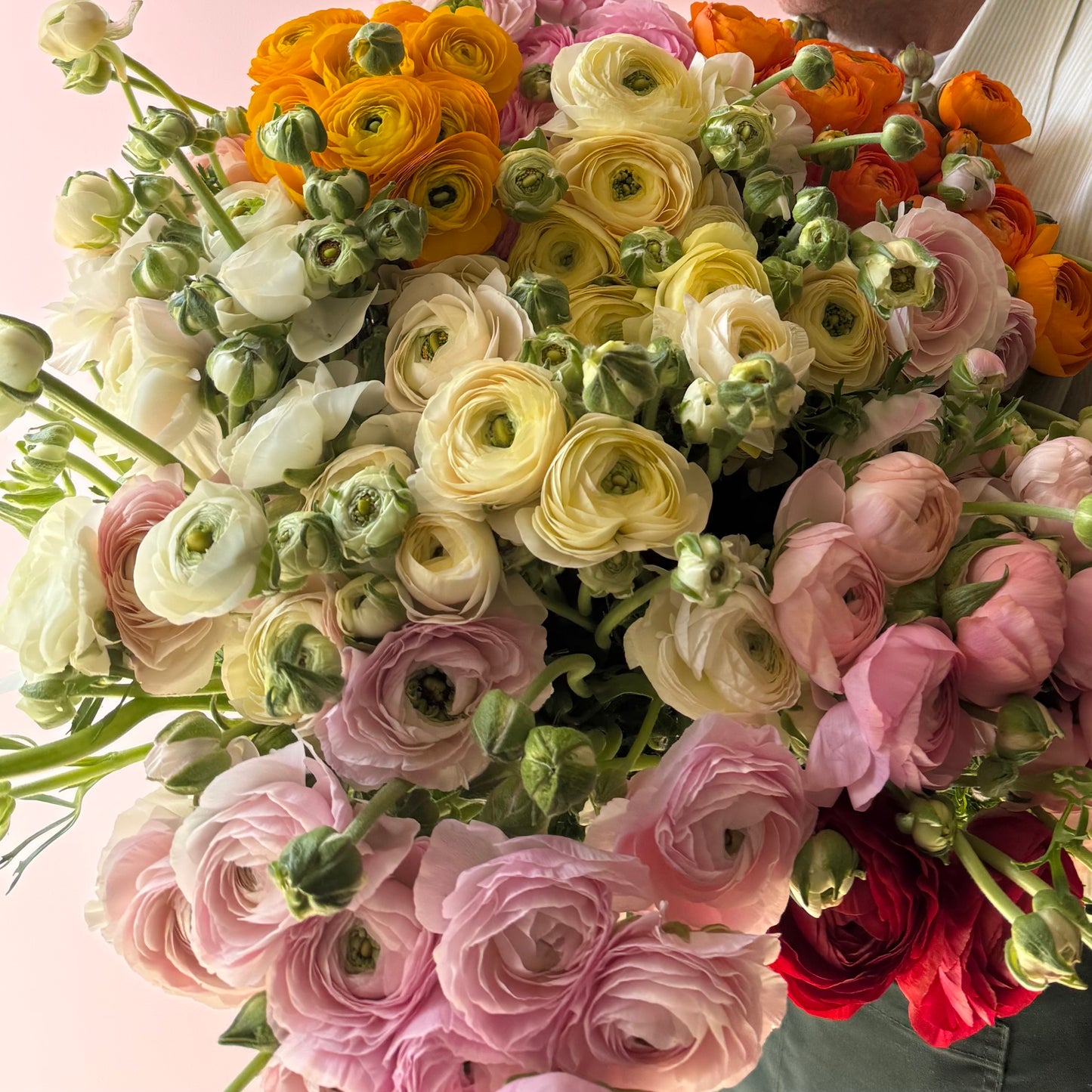 Abundance Of Ranunculus