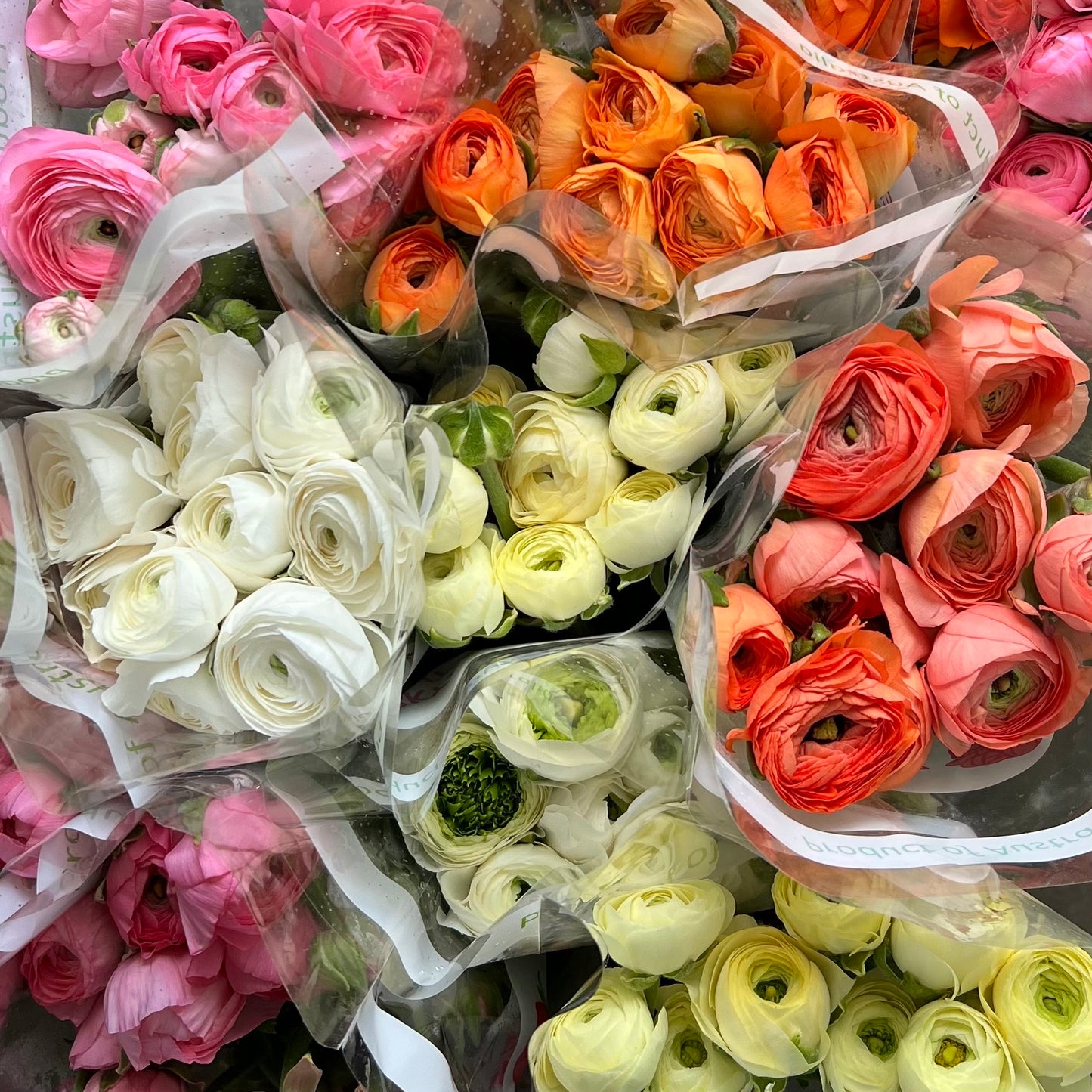 Abundance Of Ranunculus