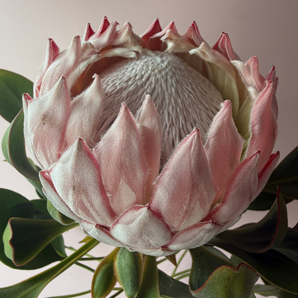 King Protea Bouquet