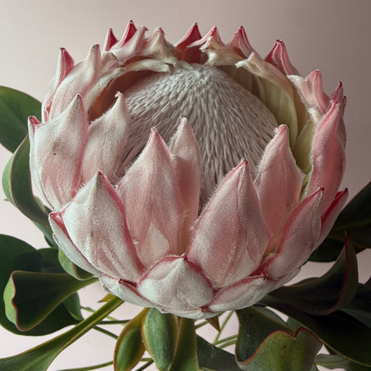 King Protea Bouquet